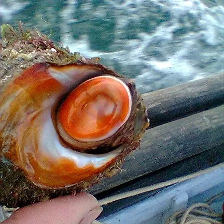 Equosolidale
